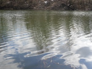 qzovir2702121 Съобщение на РЗИ Ловеч