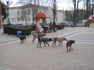 kucheta2803122 Кмета Казанджиев: Трябват законодателни промени за да се реши проблемът с бездомните кучета