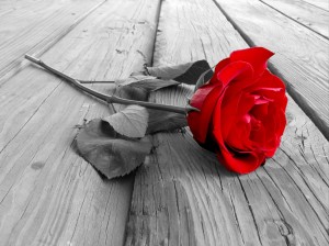 rose803121 Честит празник на по-красивата, по-добрата и по-силната част от човечеството!