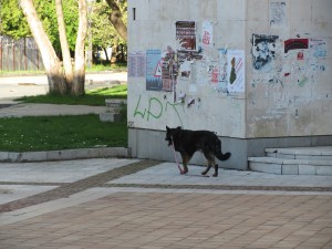 IMG 0591 Пухкав мармот се появи изневиделица в центъра на люляковия Ловеч
