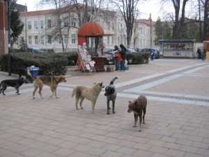 kucheta2803121