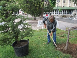 zasajdane1205121 Започна подмяната на изсъхналите иглолистни дървета в Градската градина